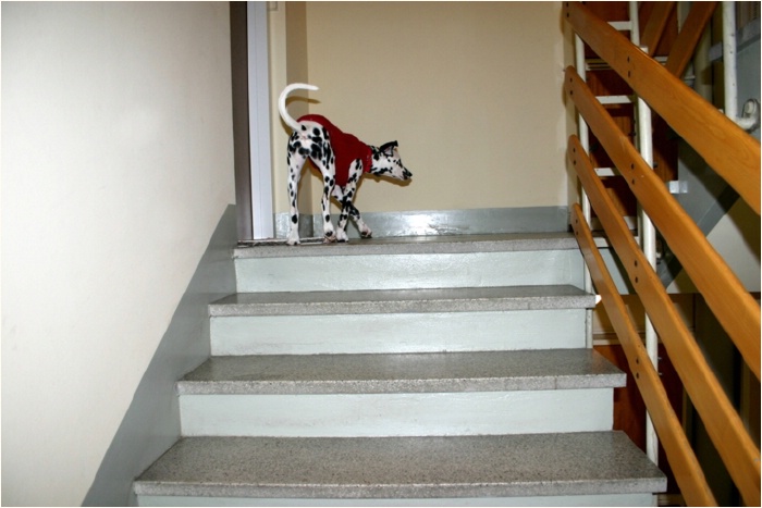 <b>Mami hat unser Nachbar auch ein Hundekind?<b>